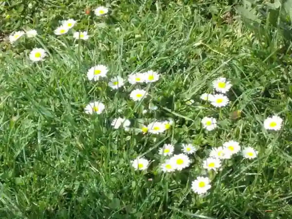 Frohe Ostern mit Gänseblümchen